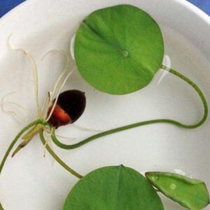 Healthy seedlings from premium seeds