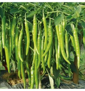 Healthy seedlings from premium seeds