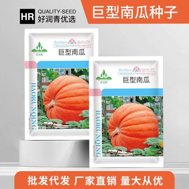 জায়ান্ট কুমড়োর বীজ (Jiant pumpkin Seeds)