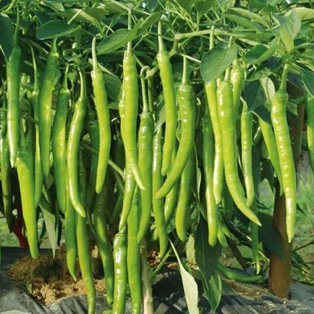 ঝাল-মিষ্টি মরিচ বীজ (Crispy Pepper Seeds)