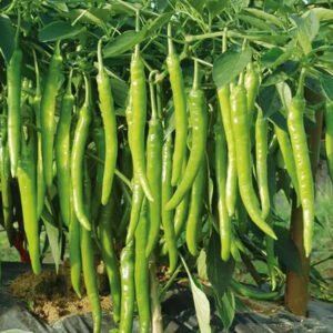 Healthy seedlings from premium seeds