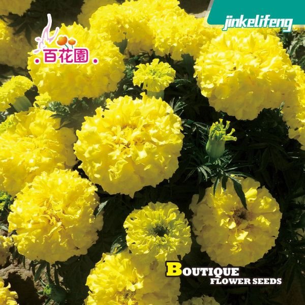 গাঁদা ফুলের বীজ (Marigold Flower Seeds) - Image 2