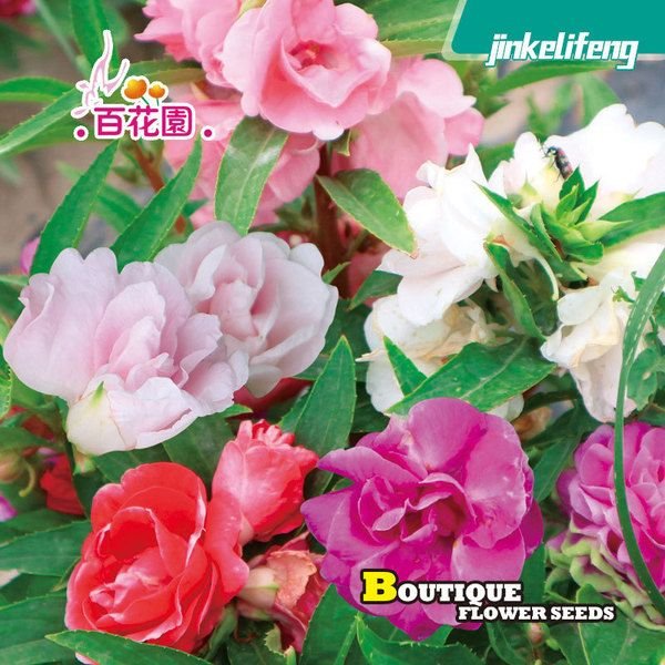 ক্যামেলিয়া ফুলের বীজ (Camellia Flower Seeds) - Image 2