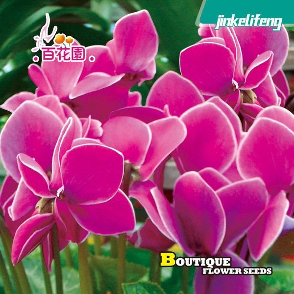 সাইক্লামেন ফুলের বীজ (Cyclamen Flower Seeds) - Image 2
