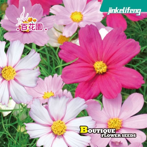 কসমস ফুলের বীজ (Cosmos Flower Seeds) - Image 2
