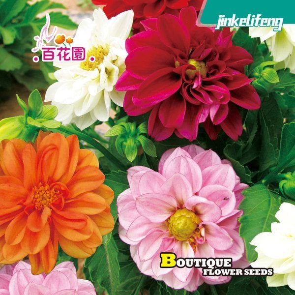 ডালিয়া ফুলের বীজ (Dahlia Flower Seeds) - Image 2