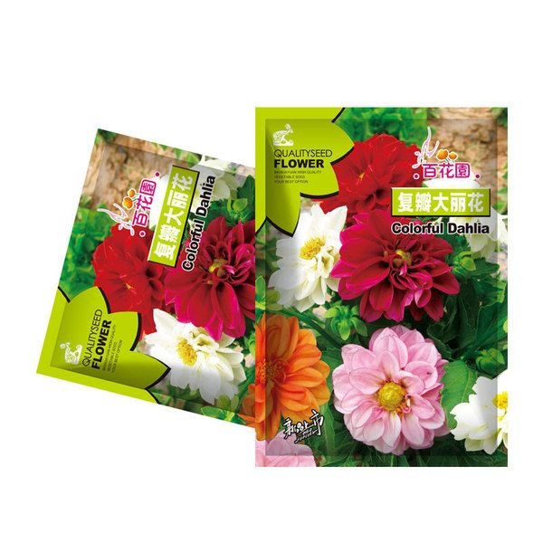 ডালিয়া ফুলের বীজ  (Dahlia Flower Seeds)