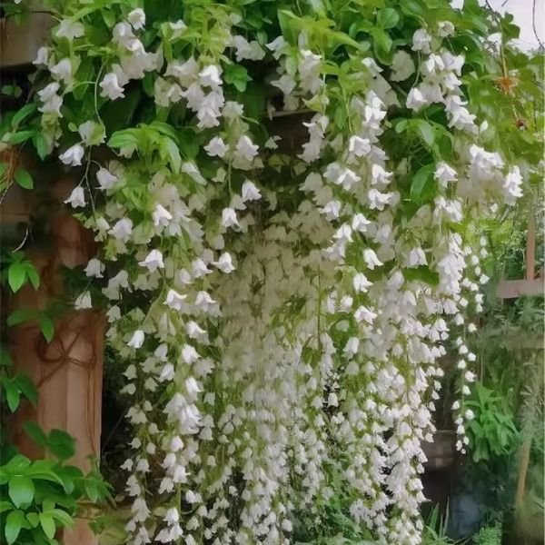 জেসমিন ফুলের বীজ  (Jasmine Flower Seeds)