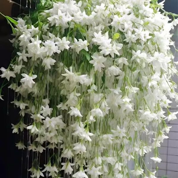 জেসমিন ফুলের বীজ (Jasmine Flower Seeds) - Image 2