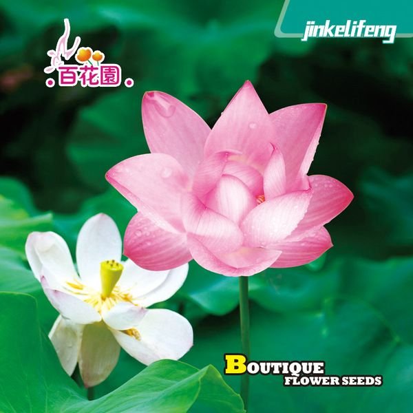 পদ্মফুলের বীজ  (Lotus Flower Seeds)
