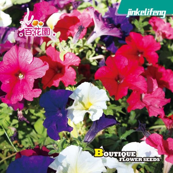 পেটুনিয়া ফুলের বীজ (Petunia Flower Seeds) - Image 2